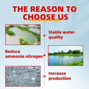 Ruột/thức ăn Probiotics cho tôm và cá với Top Grade Made - Product Image 5