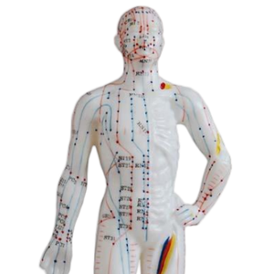 Modelo Anatómico de Ciencias Médicas ADA, Herramienta de Entrenamiento, Modelo de Acupuntura Femenina de 48 cm, Modelo de Demostración de Enfermedades de 26 cm - Product Image 6