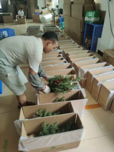 Giant <strong>Artificial</strong> Flocked Christmas <strong>Tree</strong> 7.5ft Premium Fir <strong>Tree</strong> Eco-Friendly PVC Material Indoor Outdoor <strong>Xmas</strong> Decoration Options - Product Image 6