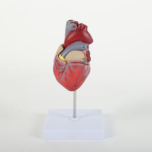 Modelo Anatomia do Coração Humano Destacável Demonstração Educacional Ciência Médica para Escolas Médicas - Product Image 1