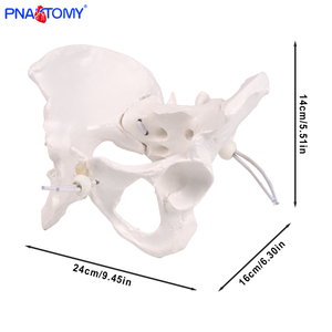 PNATOMY PNT-T112a modèle anatomique de bassin féminin grandeur nature (plastique détachable) affiche les os pelviens coccyx symphyse pubienne - Product Image 3