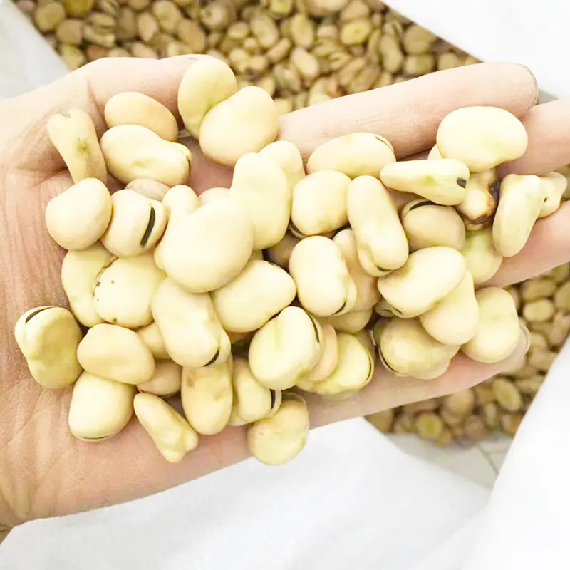 High quality split broad bean peeled fava bean for sale