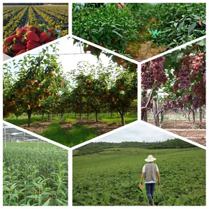 Food Grade Orgânica <span class=keywords><strong>Schisandra</strong></span> <span class=keywords><strong>Chinensis</strong></span> Extrato GMP Certified Erva Em Pó com Ácido Ursólico e Proteína NMN Produto - Product Image 4