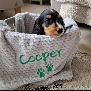 Personalised Pet <b>Blanket</b>, Custom <b>Dog</b> Cat Fleece <b>Blanket</b>, Embroidered Name&Icon <b>Sofa</b>-<b>blankets</b>, Soft and Comfortable - Product Image 2