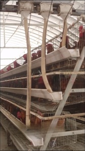 3/4 tầng thép mạ kẽm gà Coop cho chăn nuôi gia cầm một loại lớp trứng gà lồng với động vật đẻ gà chim cút chim sử dụng - Product Image 2