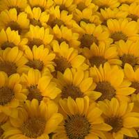 Lovebay Noël Fête des Mères Marguerite préservée Tournesol Chrysanthème éternel Tournesols éternels pour la décoration de la maison