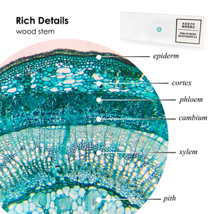 玉林医学 100枚入り 医療組織学 人体組織標本 マイクロスライド HE染色済 教材用 - Product Image 5
