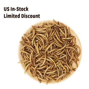 Mealworm umpan serangga (Tenebrio Molitor) -Protein tinggi, aditif-gratis untuk ayam, hamster, reptil & burung liar - Product Image 1