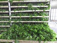 Meilleure qualité d'algues Ulva Lactuca Aonori