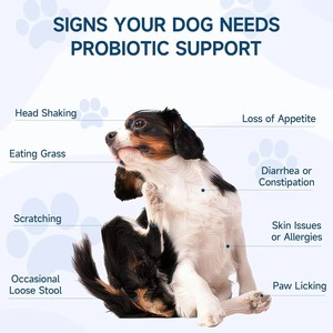 Friandises pour chiens à base de probiotiques naturels, marque privée OEM/ODM, pour le soutien intestinal et immunitaire, toutes races. - Product Image 4