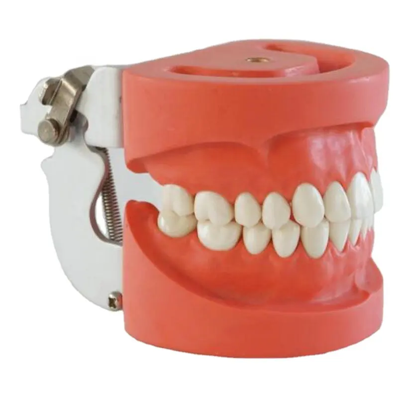 Standard Dentale Denti Modello con 28 Denti e FE Articolatore