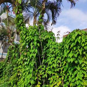 Varillas de fibra de vidrio de productos agrícolas de estaca de vivero Frp de alta calidad - Product Image 2