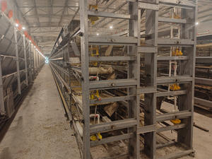 Cage automatique pour poulets de chair de type H <span class=keywords><strong>Cages</strong></span> pour poulets de chair <span class=keywords><strong>Cages</strong></span> en batterie Viande de reproduction Poulet de chair pour volaille Poulet - Product Image 4