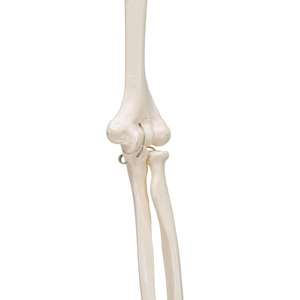 Modelo anatómico de <span class=keywords><strong>esqueleto</strong></span> de miembro <span class=keywords><strong>superior</strong></span> humano naturalmente flexible de tamaño natural para educación de estudiantes o pacientes en ciencia médica - Product Image 2