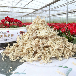 MUSCHIO <span class=keywords><strong>Mousse</strong></span> de sphagne à longues brins pour la fixation de fougères cornues, broméliacées, orchidées épiophytes, dalles de bois - Style jardin luxueux/moderne - Product Image 1