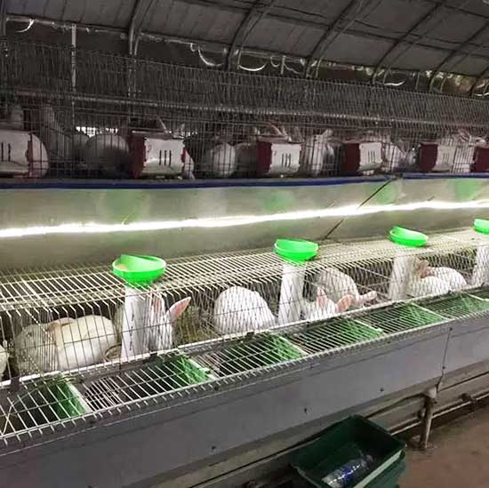 rabbit farming