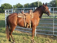 Panneaux de clôture mobiles en métal galvanisé robuste noir 5ft*10ft pour ranch, élevage de bétail et chevaux