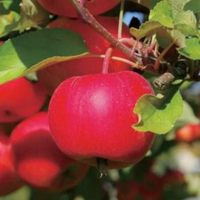Fabrieksoutlet Bulk FD Baleng-Haitang Knapperige Niet-gefrituurde Zonder Toevoegingen Gebakken Gedroogde Fruitkorrels Vriesgedroogd Zoet Kant-en-klaar