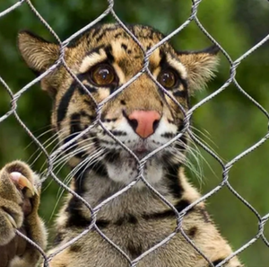 Rete Metallica Flessibile Intrecciata con Fori a Diamante per Recinzione Zoo e Voliere, Tagliabile su Misura - Product Image 5