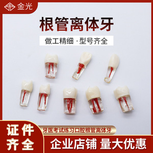 Modelo Dental de Práctica N.° 16 #   Resina con cámara de pulpa para entrenamiento en terapia oral - Product Image 5