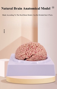 Cuộc sống-kích thước 9-Part PVC não giải phẫu Mô hình có thể tháo rời động mạch và amygdala cho y tế khoa học giảng dạy - Product Image 4