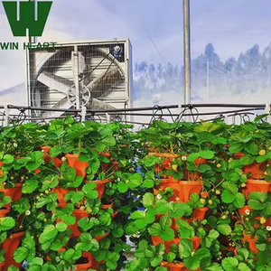 Grande serre agricole pour tomates Tunnel haut à travée unique avec cadre en acier galvanisé Matériau de film PE à faible coût - Product Image 2
