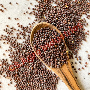 Graines de moutarde brune séchées de qualité supérieure crue parfaites pour les solutions - Product Image 4