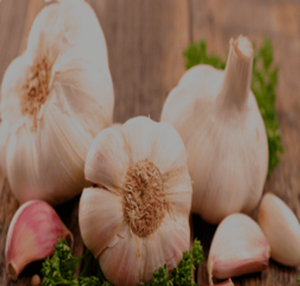 <b>Fresh</b> <b>Garlic</b> Premium Quality Natural Farm <b>Fresh</b> <b>Garlic</b> Bulbs Export Grade Cooking Spice Ingredient Wholesale Supply - Product Image 4