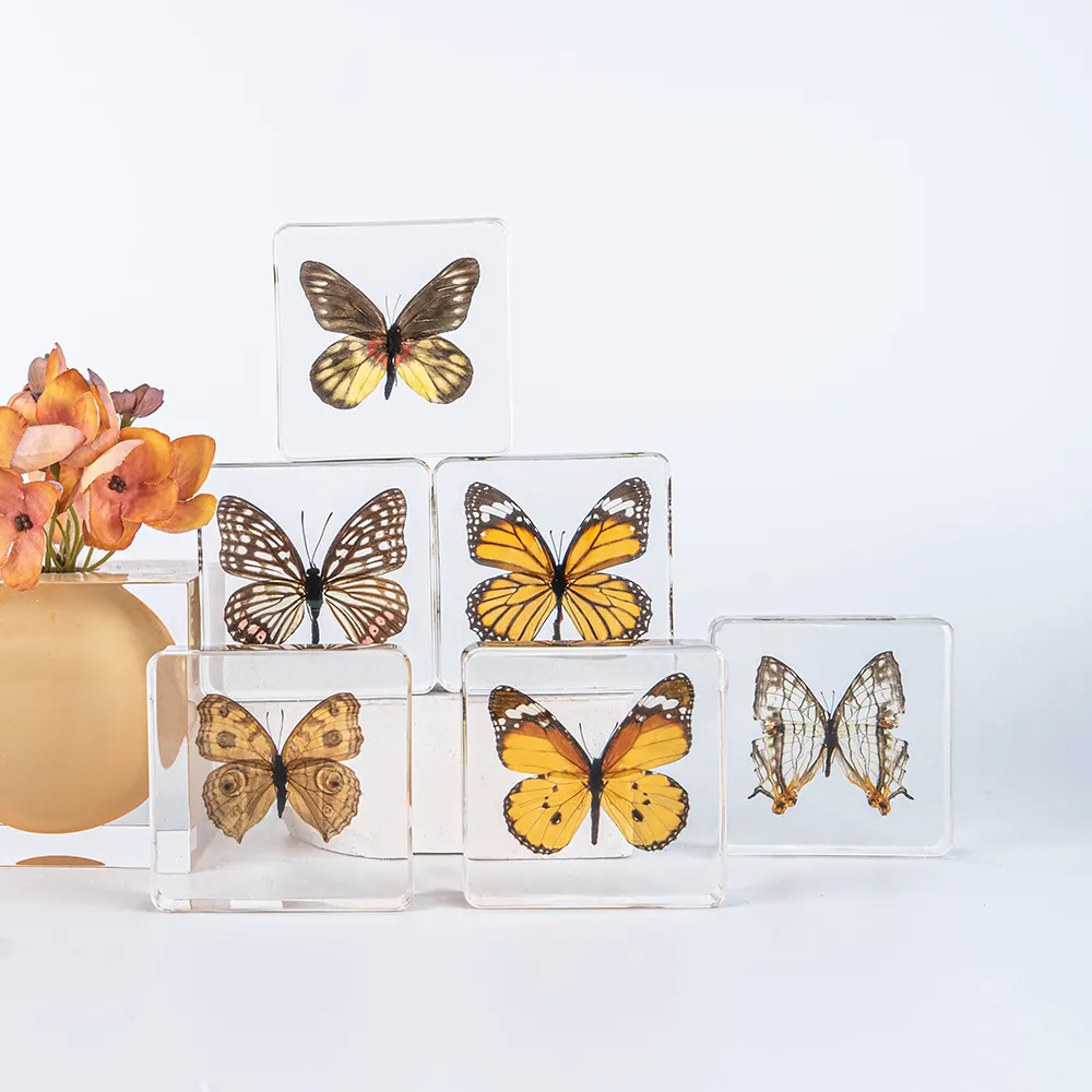 Лучшие продажи, 2023 образец из настоящей таксидермической смолы бабочки, высушенные насекомые, встроенные кристаллические акриловые полимерные образцы для демонстрации