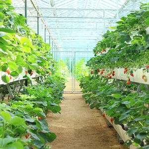 Offre Spéciale grand couvercle en verre de <span class=keywords><strong>crochet</strong></span> de <span class=keywords><strong>gouttière</strong></span> de plantation de tomates et de fraises hydroponiques pour serre multi-travées - Product Image 3