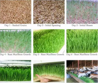 Système complet de culture verticale de fourrage hydroponique pour micro-pousses, avec plateaux de culture de fourrage et herbe d'orge pour porcs et chevaux