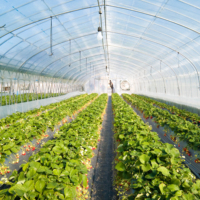 Film plastique transparent anti-âge pour serre, épaisseur 0,200 mm, taille personnalisable, pour légumes, fruits, fleurs, cultures, protection UV légère