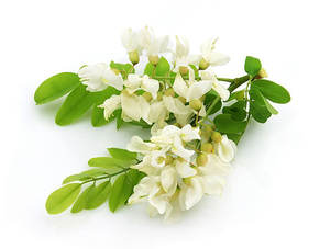 植物エキスルチントロキセルチンケルセチンルチナムルトシドStyphnolobium Japonicum(L.) ソフォラジャポニカエキス - Product Image 3