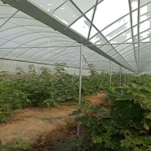 Thông gió tự nhiên răng cưa mái nhà kính nhựa gia cố nhà kính Đường Hầm nhiệt đới bán nhà kính - Product Image 5