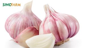 <span class=keywords><strong>Ajo</strong></span> Chino de Buena Calidad, 4.5-5.0 cm, Empaque de 1 kg para el Mercado de GHANA y JAPÓN - Product Image 6