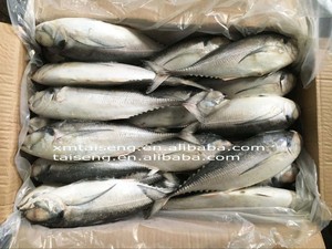 Caballa redonda entera/<span class=keywords><strong>pescado</strong></span> de caballa para la venta China exportación Hardtail Scad Hard Tail Scad Fish para cebo - Product Image 6