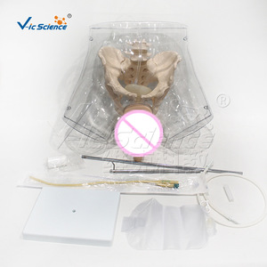 Modèle de cathéter masculin transparent VIC408E, outil pédagogique pour l'éducation sexuelle - Product Image 1