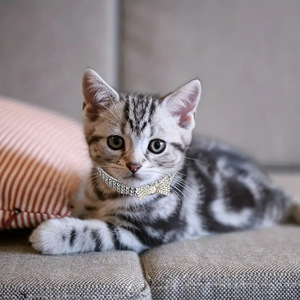 Un collar con colgante de lazo adecuado para perros y gatos, un collar ajustable apto para uso diario y un accesorio elástico. - Product Image 1