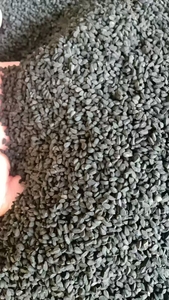 Graine noire - Product Image 2