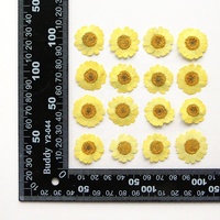 Matériel de bricolage en gros fleur séchée pressée Marguerite de Valois pour étui de téléphone Nail Art bijoux carte postale décoration