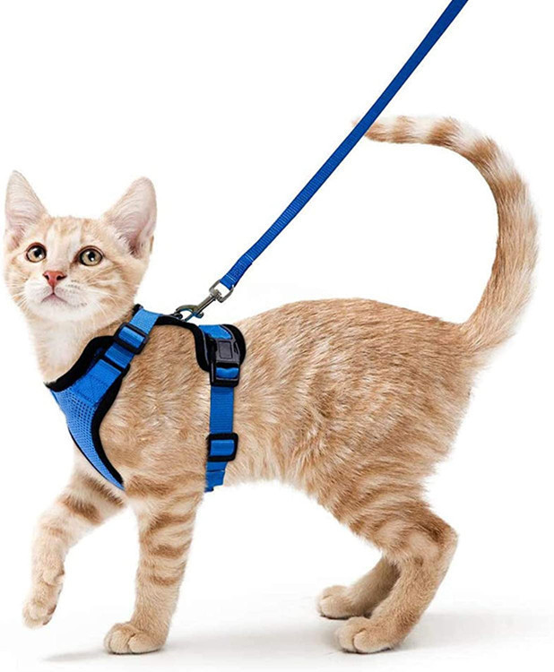 Blue Harness+Leash