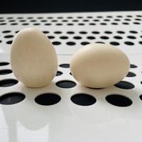 Équipement avicole, ceinture de collecte d'œufs en PP, faible friction, ceinture de transport d'œufs durable pour cages à poulets multi-niveaux