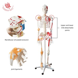 Modelo de esqueleto humano de tamaño real de 176cm, medio músculo y medio ligamento, suministros educativos <span class=keywords><strong>dibujados</strong></span> a mano precisos - Product Image 2
