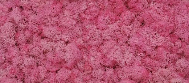 05สีชมพูหวาน