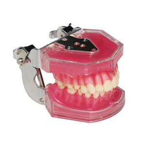 Modelo de Extracción de 28 Dientes para Terapia Oral, Modelo de Dientes de Resina Desmontable de Boca Completa para Práctica y Enseñanza - Product Image 3
