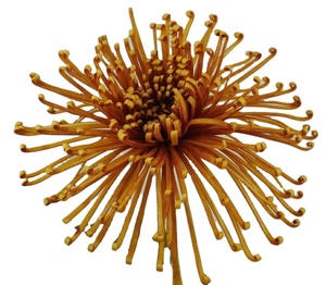 Chrysanthème artificiel en <span class=keywords><strong>mousse</strong></span> Fuji avec feuilles, fleur en <span class=keywords><strong>mousse</strong></span> - Product Image 1