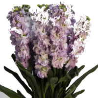 Dekorasi Rumah Bunga Violet Dekorasi Rumah Agapanthus Dekorasi Bunga Potong Segar Rangkaian Bunga Agapanthus Afrika Dekorasi Rumah