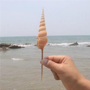 Ornement <span class=keywords><strong>Petit</strong></span> Artisanat Décorations pour la maison <span class=keywords><strong>Escargots</strong></span> naturels à long nez Vente en gros Coquilles de conque - Product Image 4