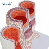 Modèle de PVC de tissu humain Structure stéréoscopique artérielle modèle éducatif de Science médicale anatomique pour le corps humain