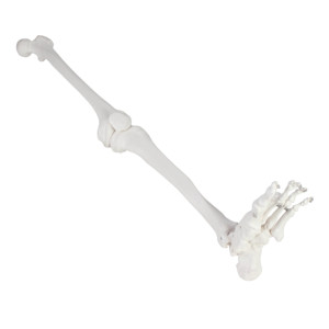 Modèle <span class=keywords><strong>de</strong></span> <span class=keywords><strong>squelette</strong></span> <span class=keywords><strong>de</strong></span> <span class=keywords><strong>jambe</strong></span> <span class=keywords><strong>humaine</strong></span> grandeur nature avec pied, modèle anatomique <span class=keywords><strong>de</strong></span> l'articulation inférieure pour l'enseignement médical - Product Image 3